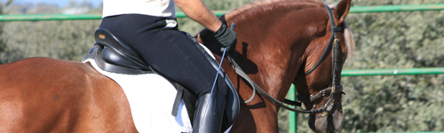 Distance learning and online courses of horses